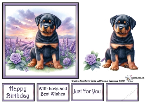 Lavender Fields Pups (2) 1