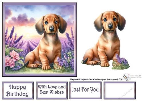 Lavender Fields Pups (2) 2