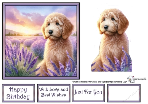 Lavender Fields Pups (4) 1
