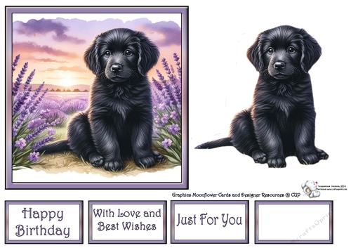 Lavender Fields Pups (4) 3