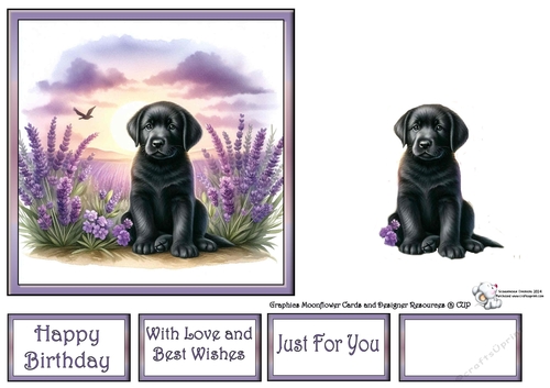 Lavender Fields Pups (4) 4