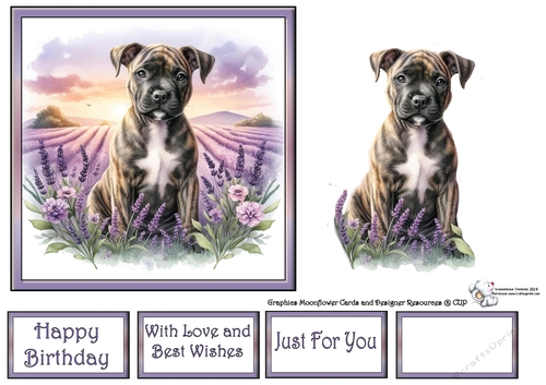 Lavender Fields Pups (5) 2