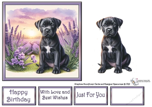 Lavender Fields Pups (5) 3