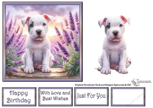 Lavender Fields Pups (5) 4