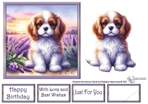Lavender Fields Pups (6) 2
