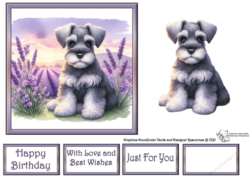 Lavender Fields Pups (6) 3