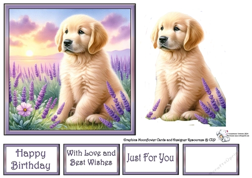 Lavender Fields Pups (7) 3