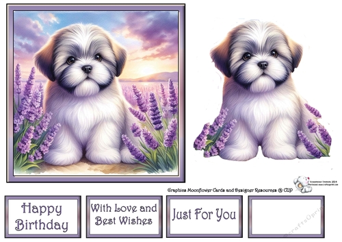 Lavender Fields Pups (8) 1