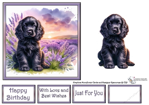 Lavender Fields Pups (8) 2
