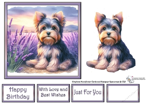 Lavender Fields Pups (8) 3