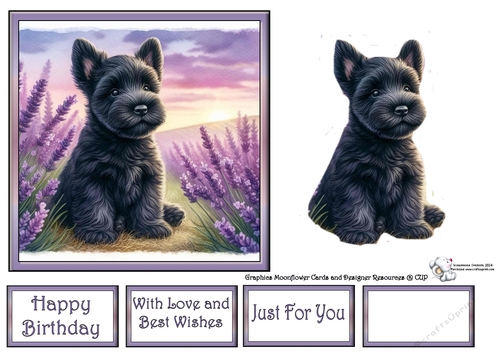 Lavender Fields Pups (9) 1
