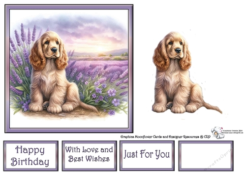Lavender Fields Pups (9) 3