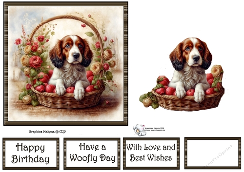 Springer Spaniel 1