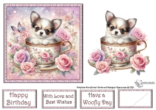 Rose teacup chihuahua 3