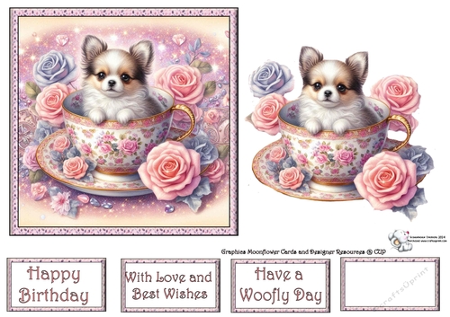 Rose teacup chihuahua 4