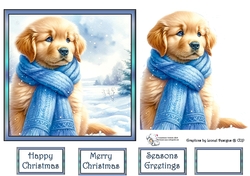 Golden puppy with blue scarf 3
