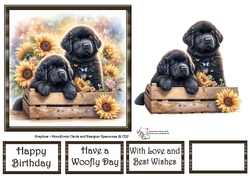 Sunflower Pups (1) 5