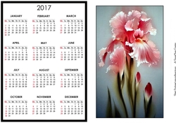 Pink Iris Calendar