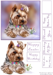 Yorkie with Snowdrop