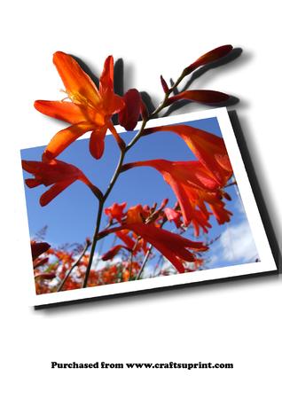 Vibrant Orange Flower 3D Effect Photo Png