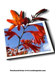 Vibrant Orange Flower 3D Effect Photo Png