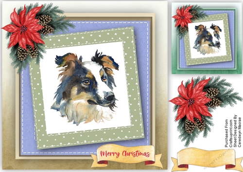 Christmas Boarder Collie