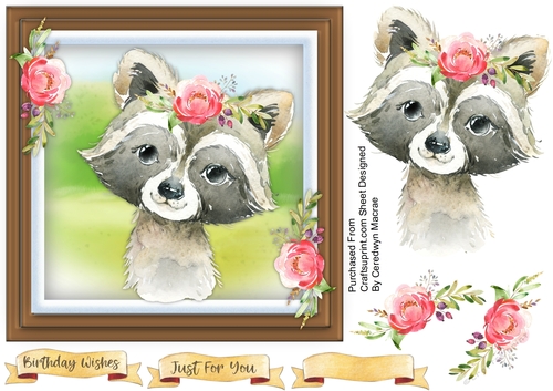 Beautiful Baby Raccoon 