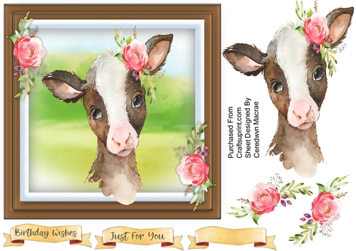 Beautiful Baby Calf
