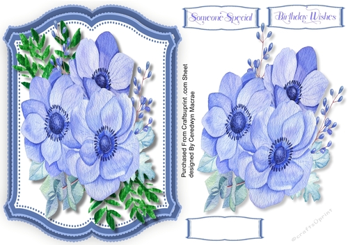 Beautiful Blue Anemomes 