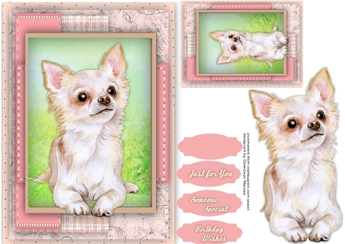 Beautiful Chihuahua