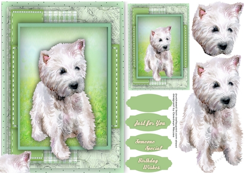 Beautiful Westie