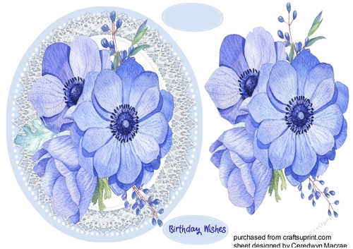 Beautiful Blue Anemones