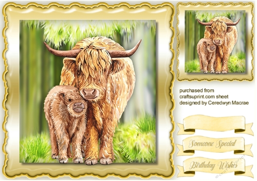 Mom and Baby Highland Coo