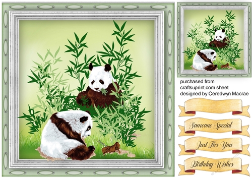 Pandas in the Bamboo