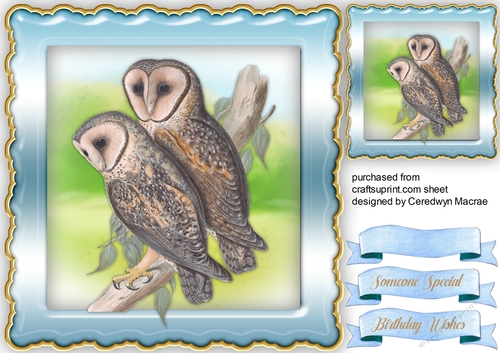 Beautiful Masked Barn Owl