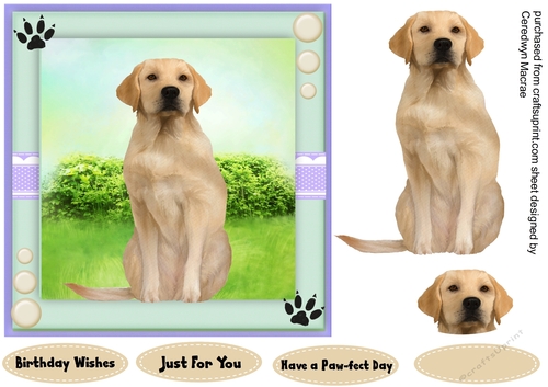 Beautiful Labrador in the Garden