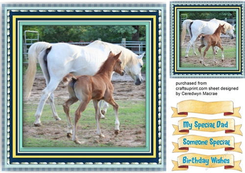 Beautiful Mother and Foal 1