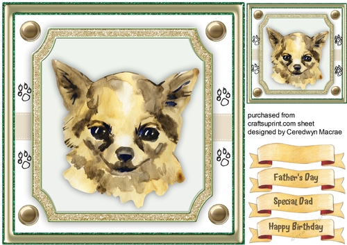 Beautiful Chihuahua Dog 