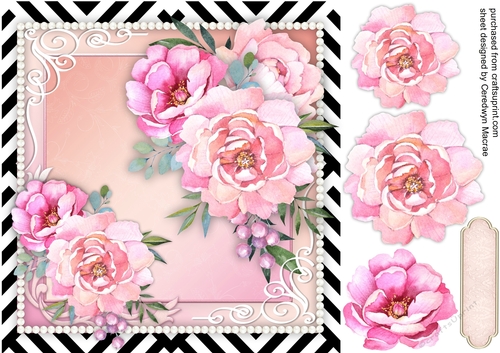 Stunning Pink Peony Roses 