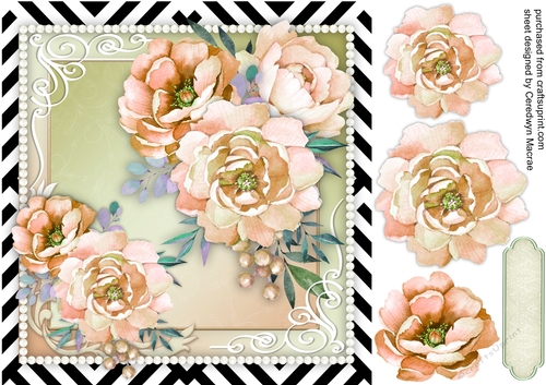 Stunning Soft Pink Peony Roses 