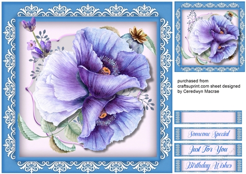 Beautiful Blue Poppies