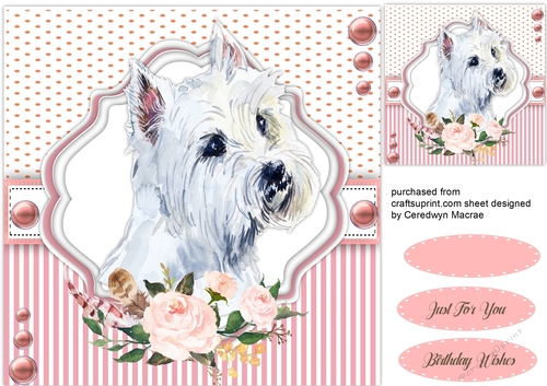 Beautiful Maltese Dog 