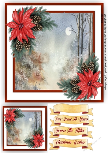 Beautiful Poinsettias and Moonlit Walk
