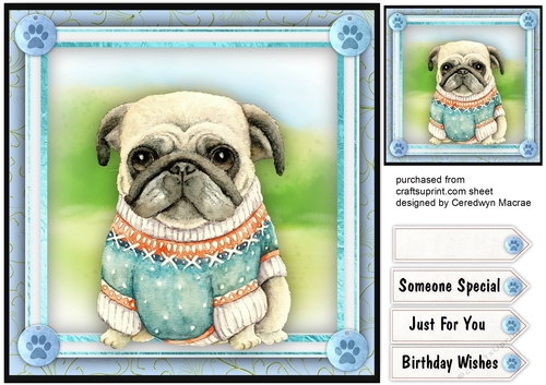 Pugs New Aqua Sweater