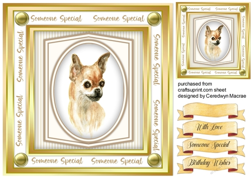 Beautiful Chihuahua Dog 
