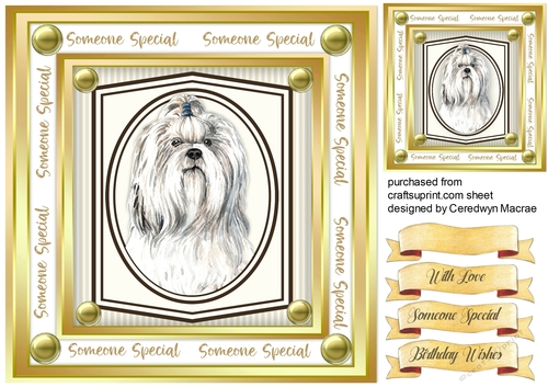 Beautiful Shih-Tzu  Dog 