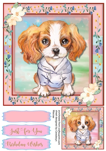 Adorable King Charles Pup