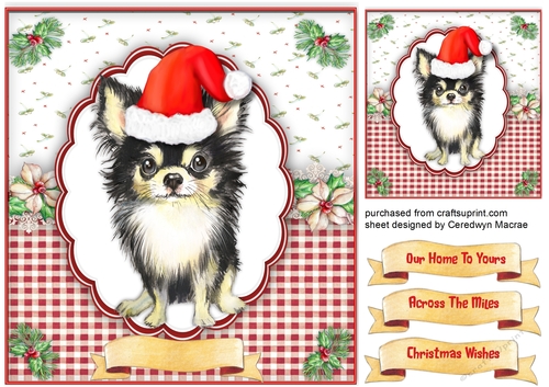 Cute Chihuahua in a Santa Hat