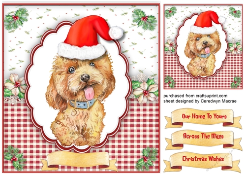 Cute Labradoodle  in a Santa Hat