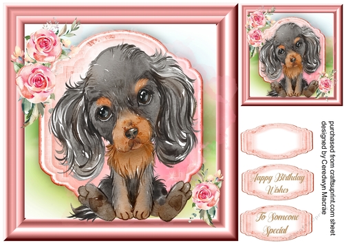 Gorgeous Cavalier Spaniel Puppy , Black &Tan